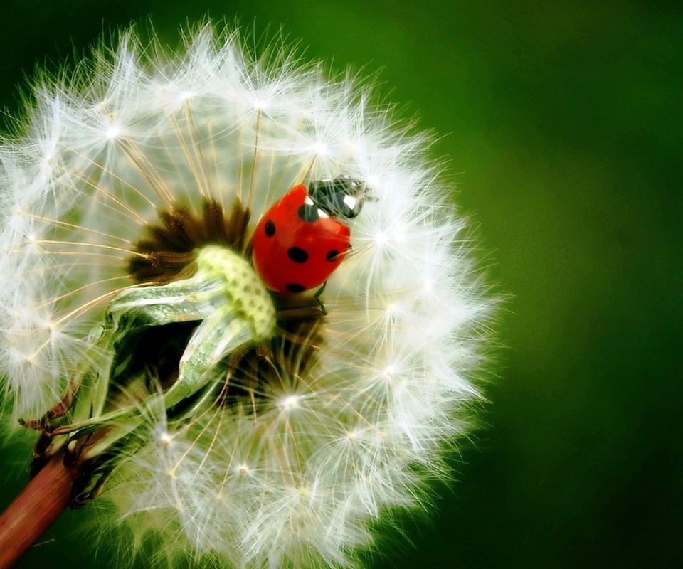  , , , , , , , , , ladybird, dandelion