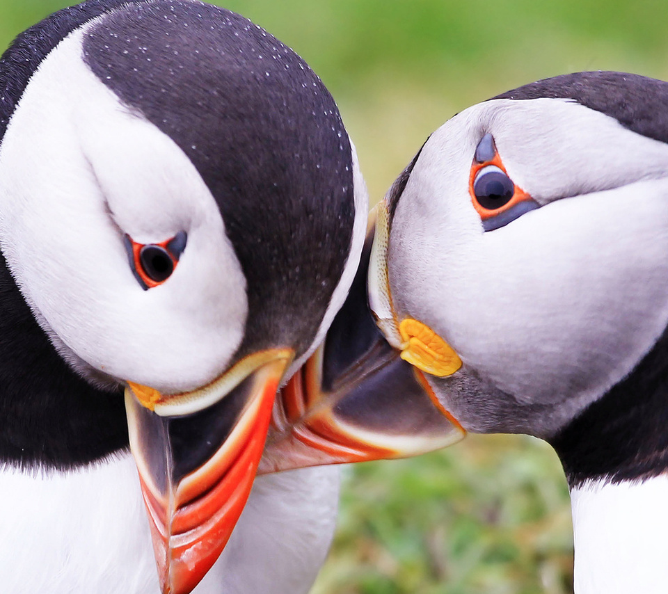  , puffins, fratercula arctica, 