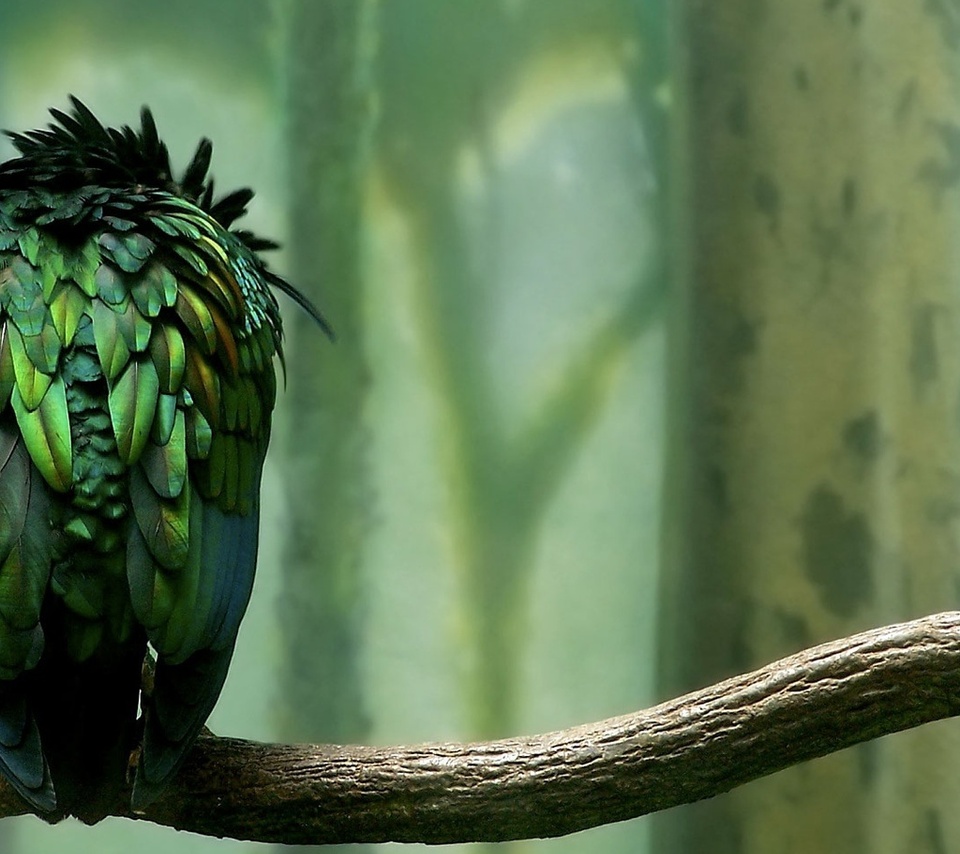 , , , , , , parrot, green, forest, calmness, bird, branch