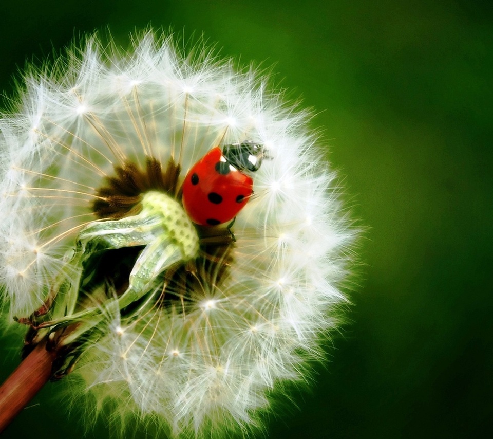  , , , , , , , , , ladybird, dandelion