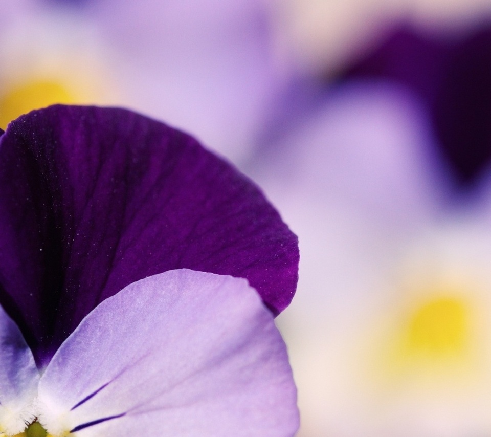  , , , , pansy, pansies, 