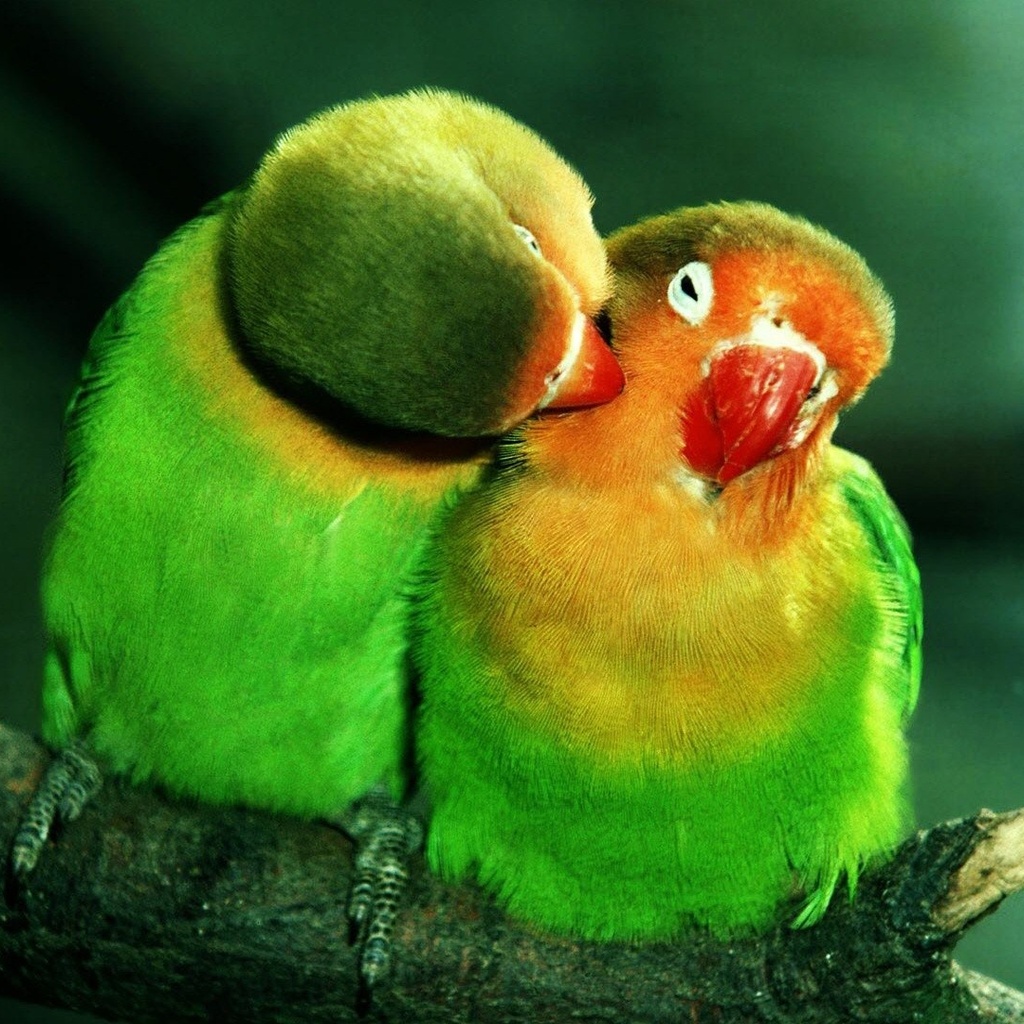 , , lovebirds, , , , , , 