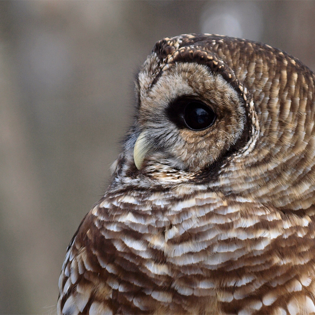 , , , Barred owl,  , strix varia