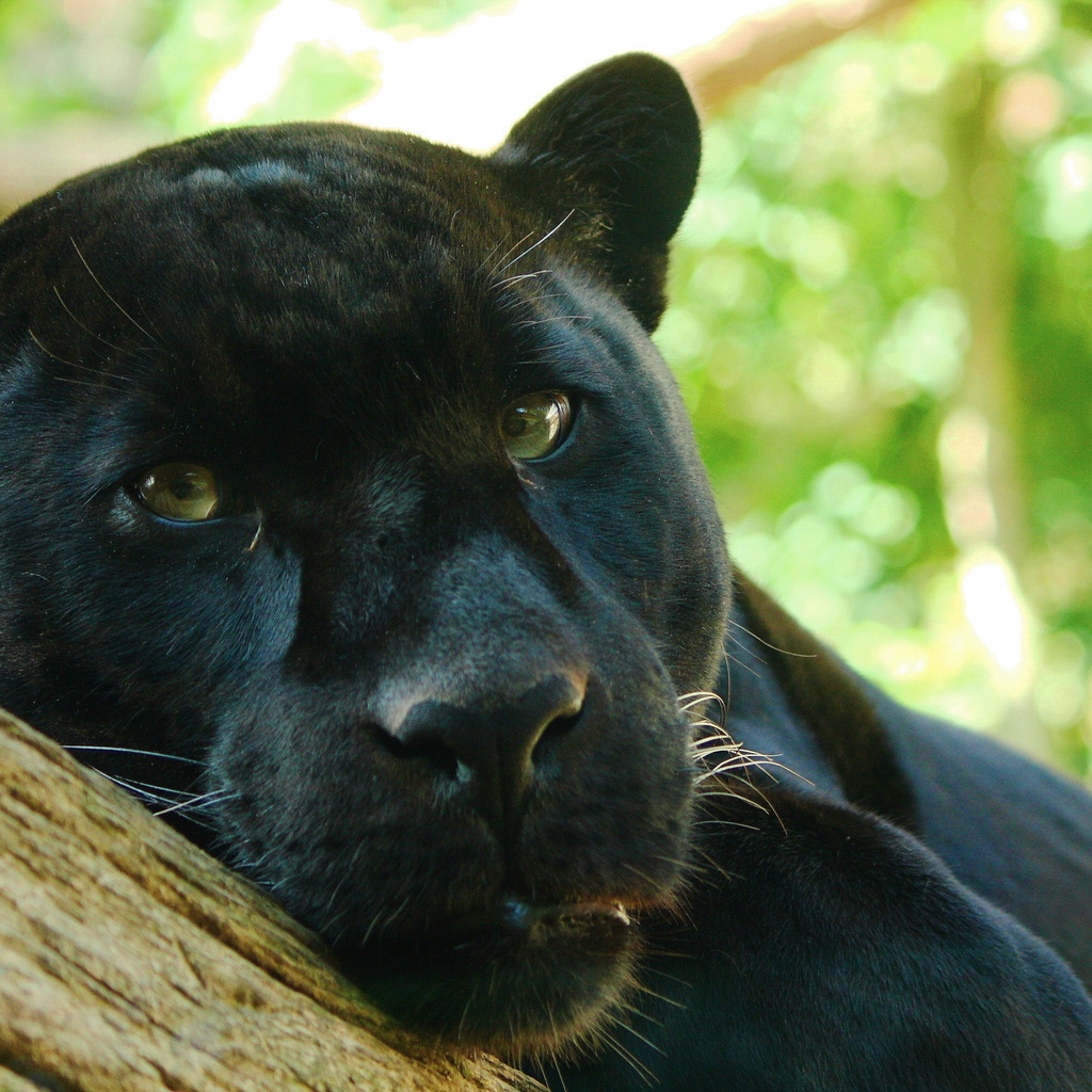 , panthera onca, , , , 