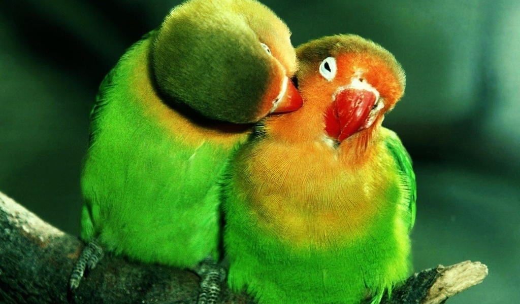 , , lovebirds, , , , , , 