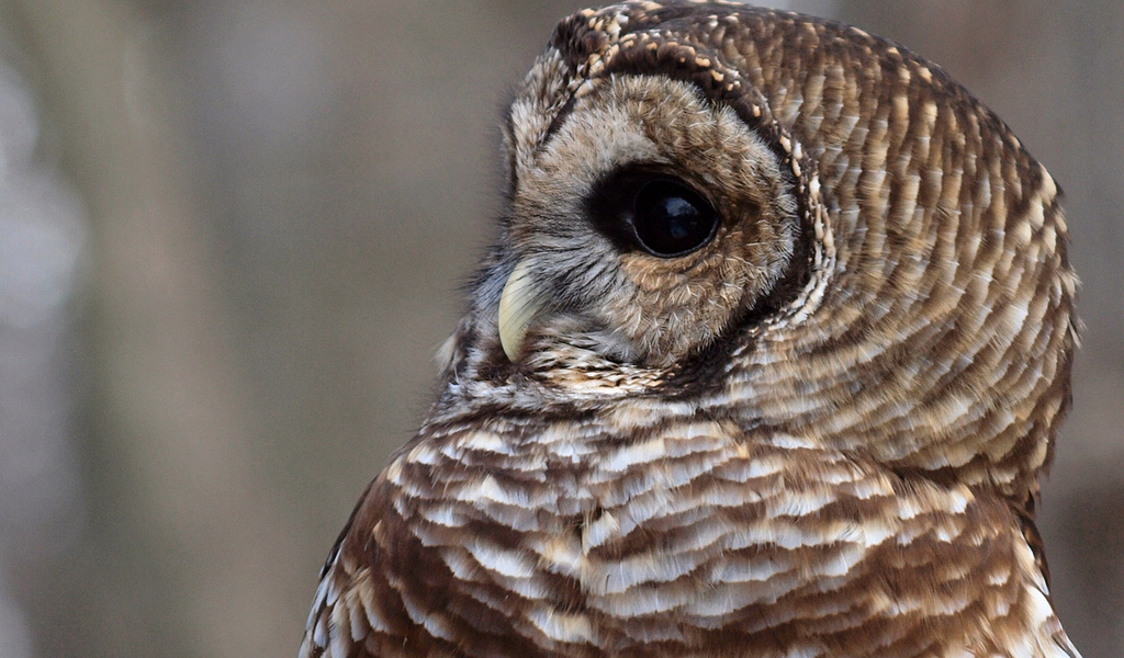 , , , Barred owl,  , strix varia