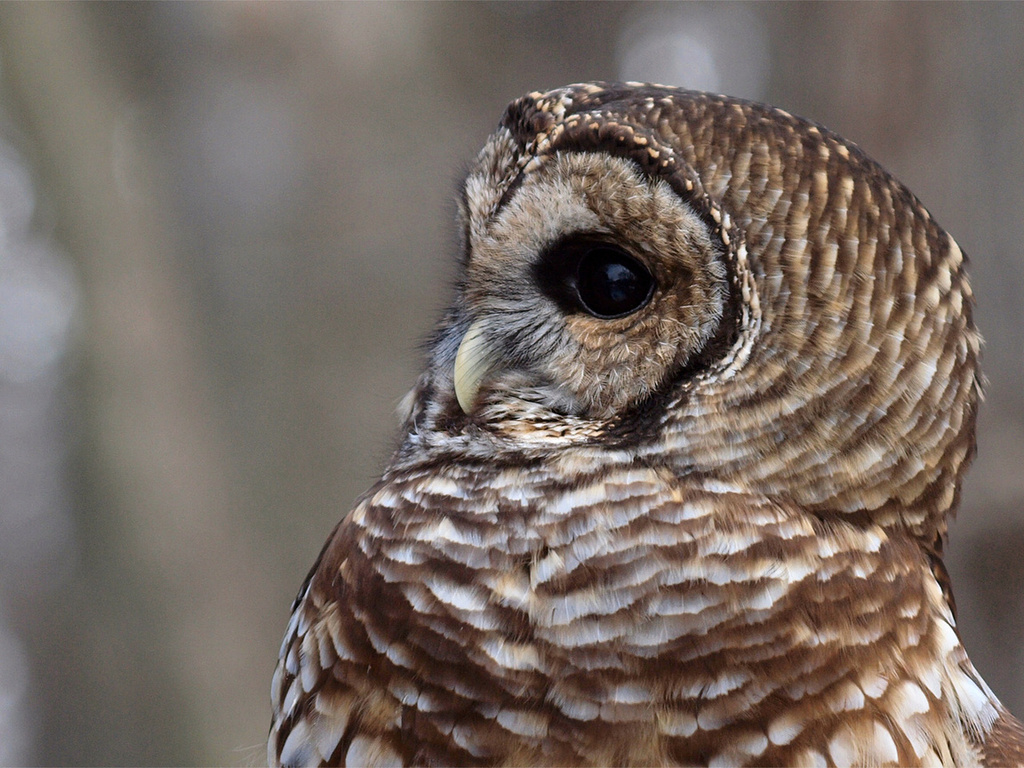 , , , Barred owl,  , strix varia