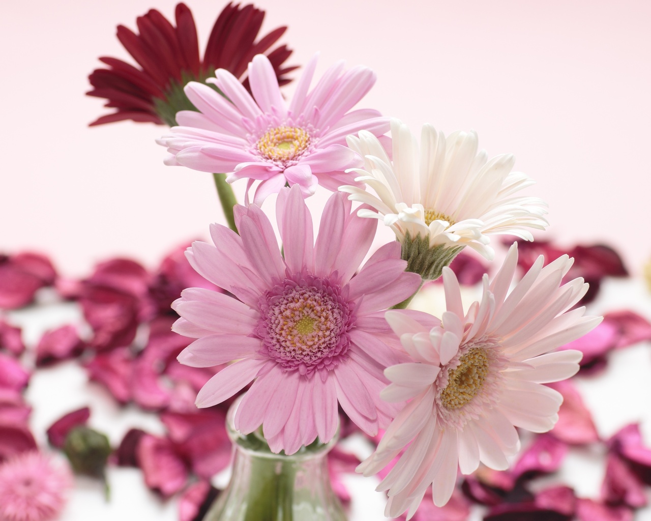 , , , gerbera, , , 