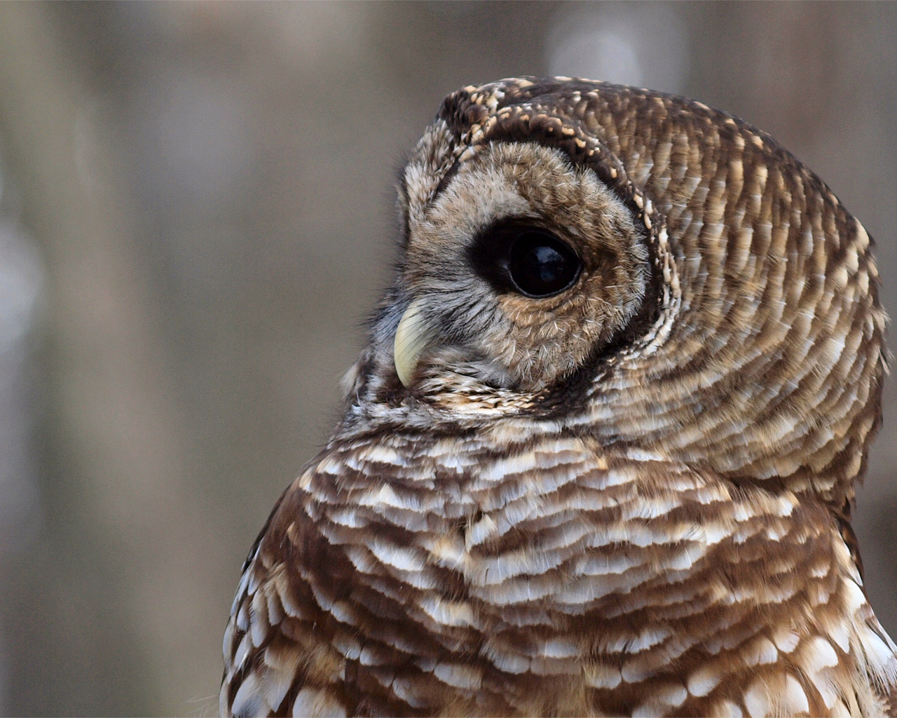 , , , Barred owl,  , strix varia