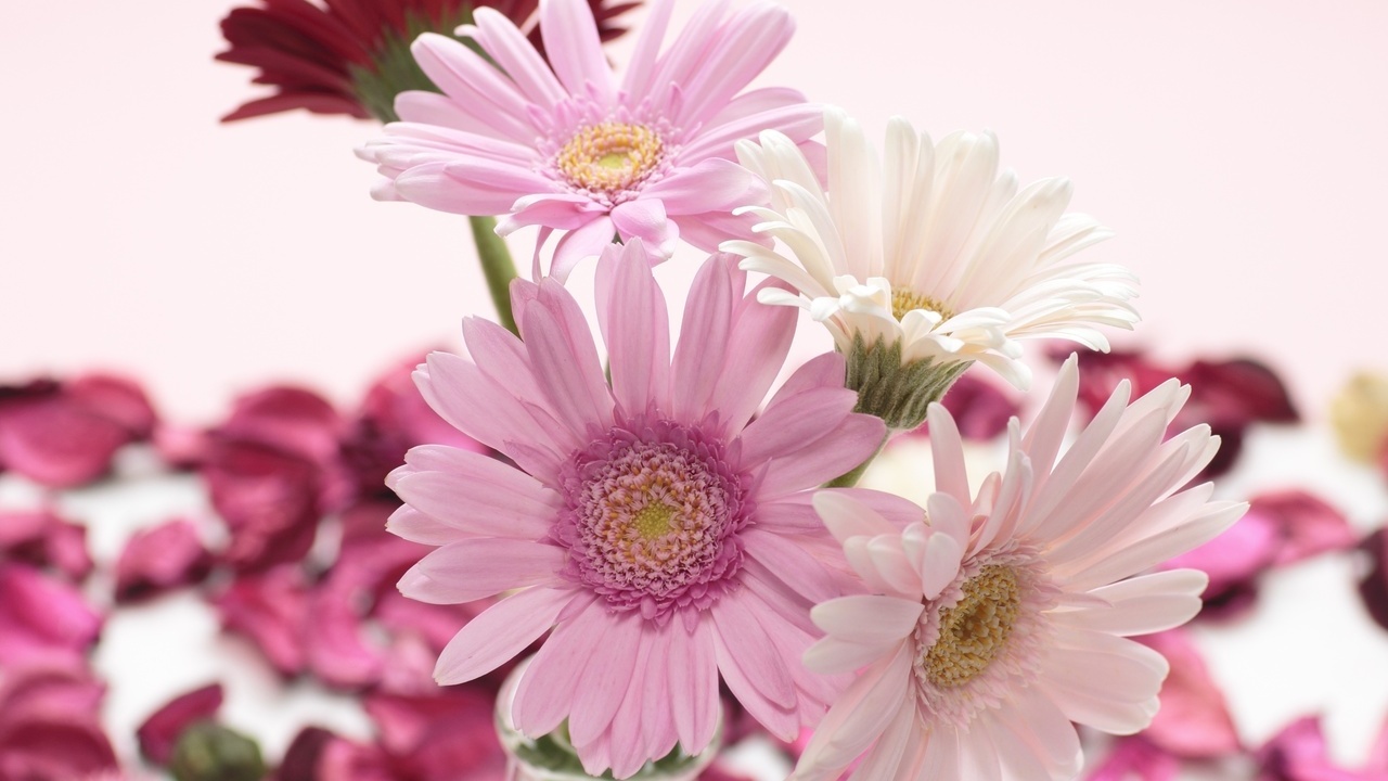 , , , gerbera, , , 