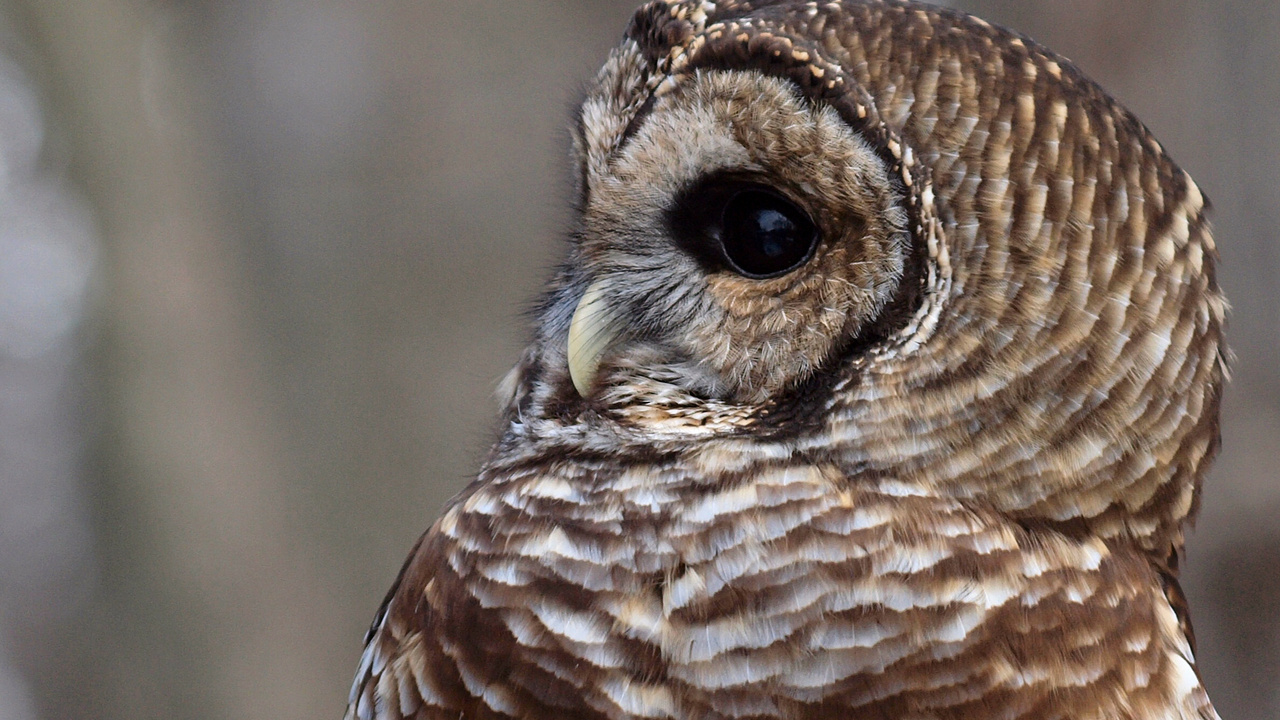 , , , Barred owl,  , strix varia