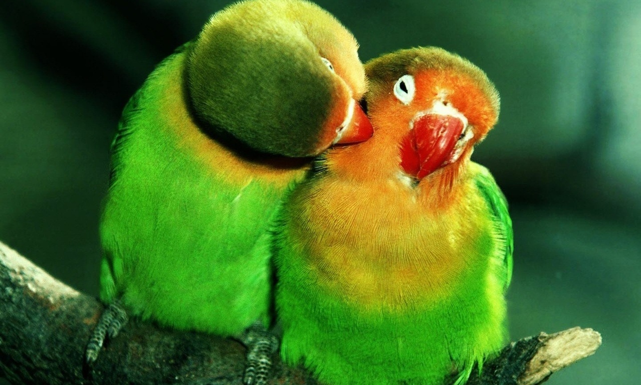 , , lovebirds, , , , , , 