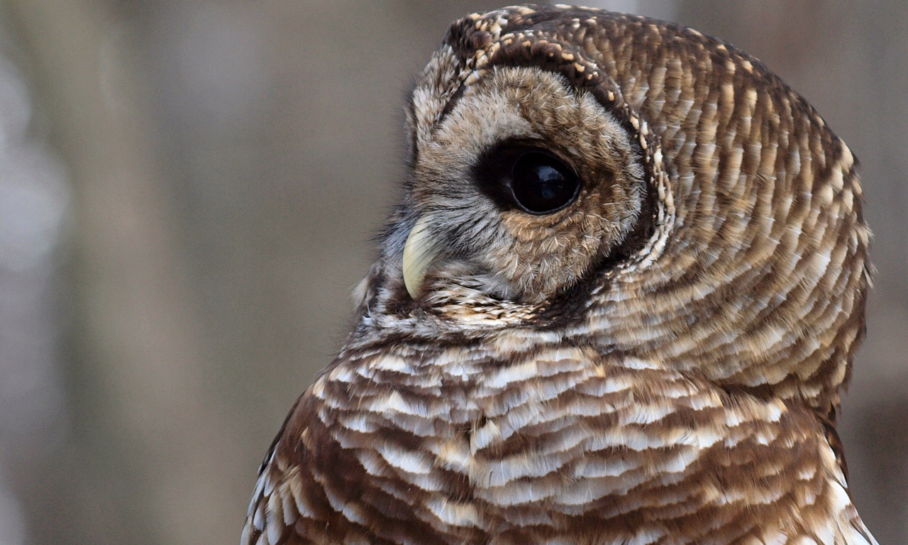 , , , Barred owl,  , strix varia