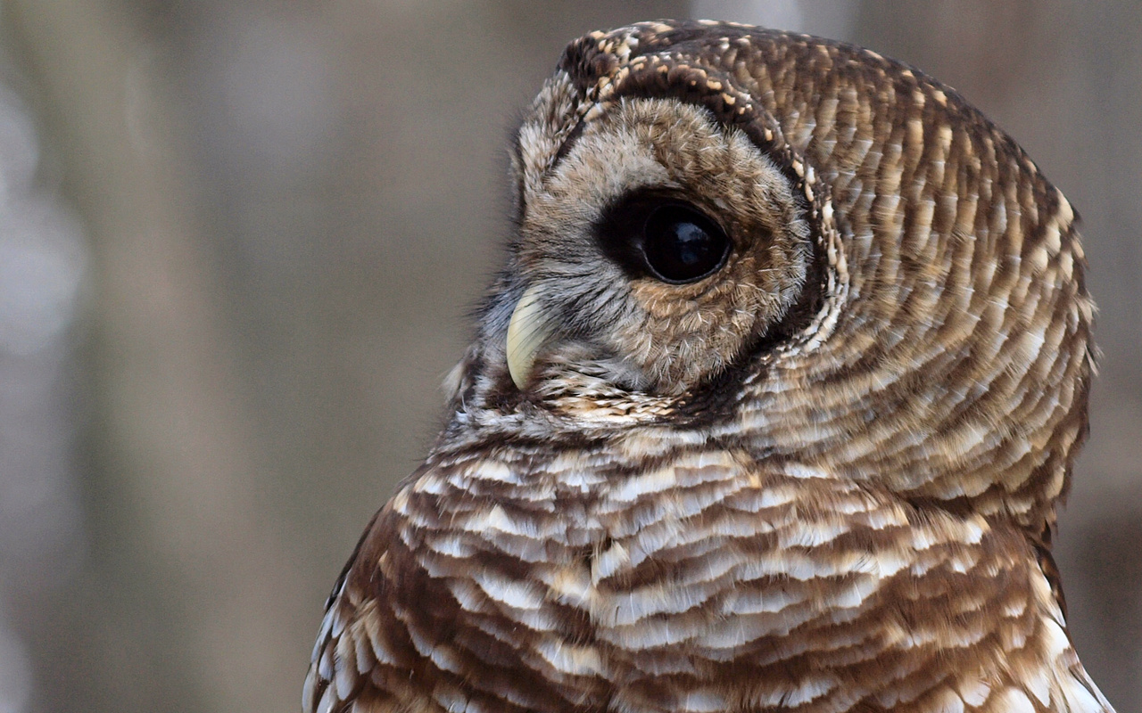 , , , Barred owl,  , strix varia