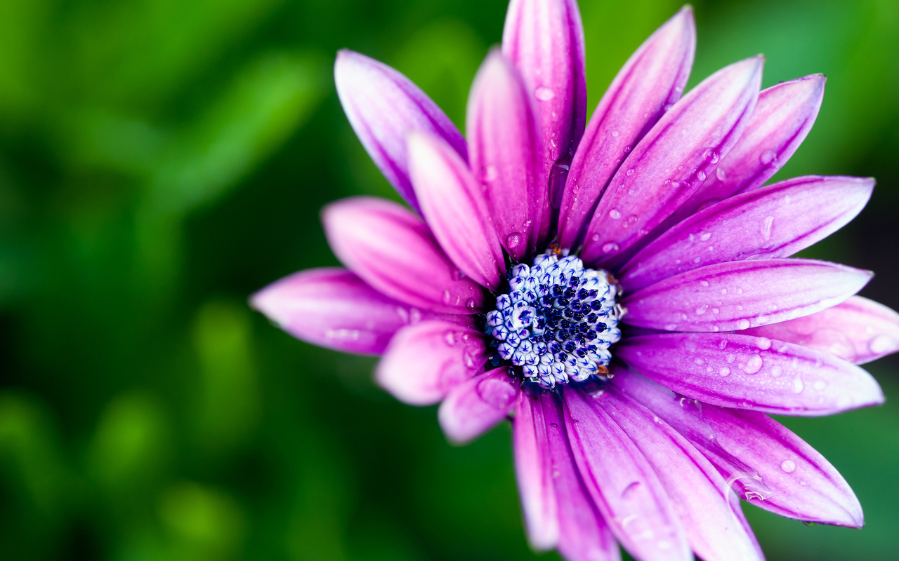 , , , petals, , , macro, , flower