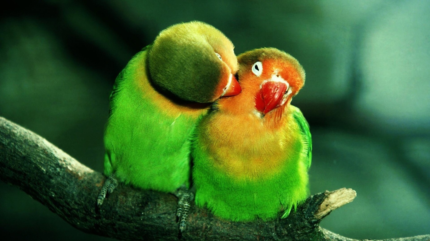 , , lovebirds, , , , , , 