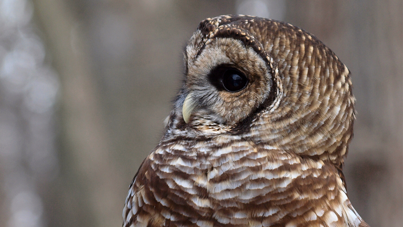 , , , Barred owl,  , strix varia