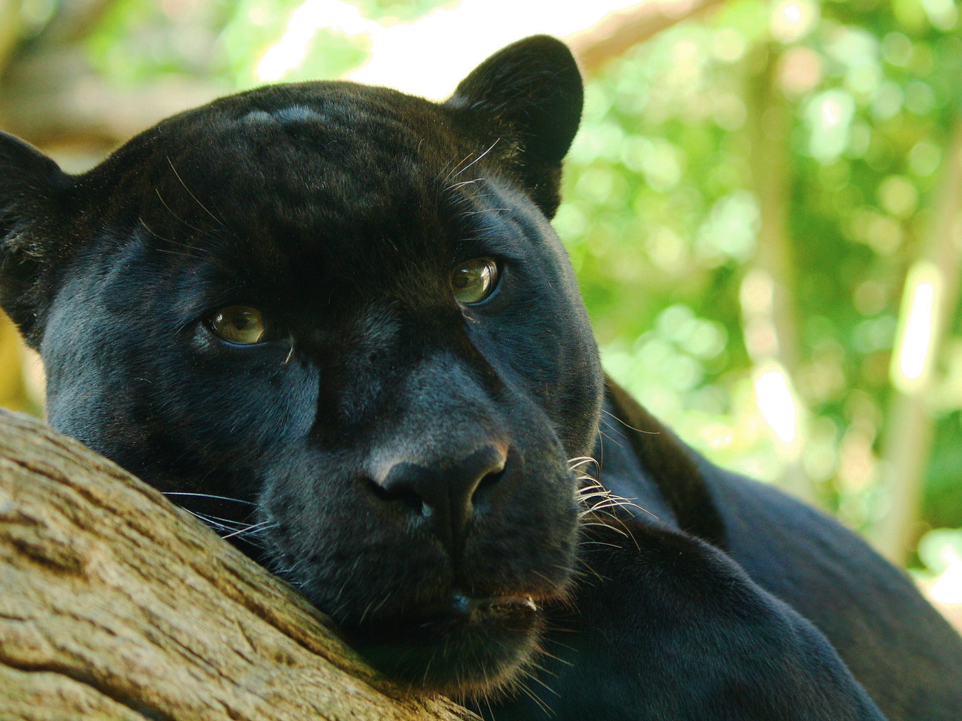 , panthera onca, , , , 