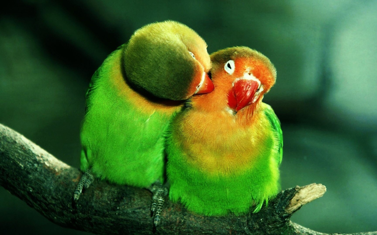 , , lovebirds, , , , , , 