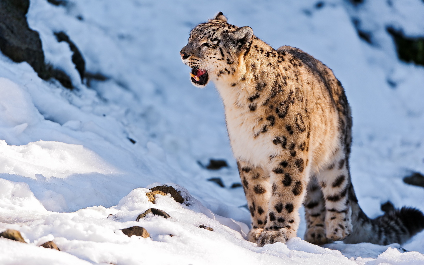 , , uncia uncia, snow leopard,  , 