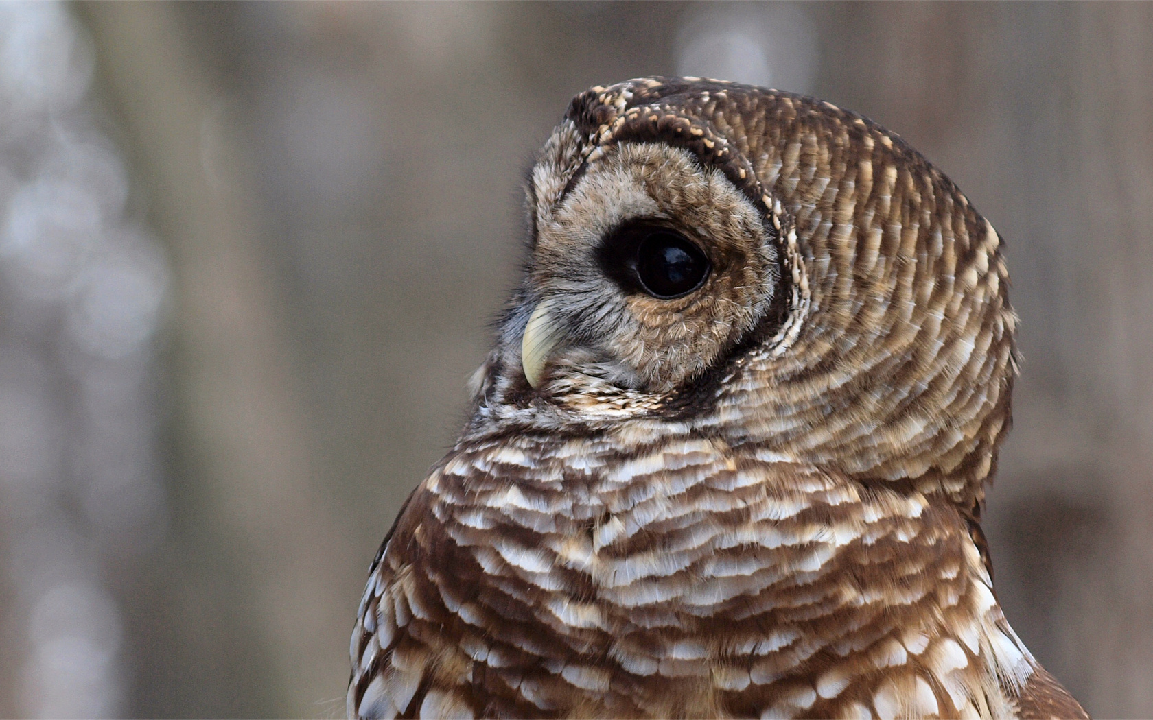 , , , Barred owl,  , strix varia