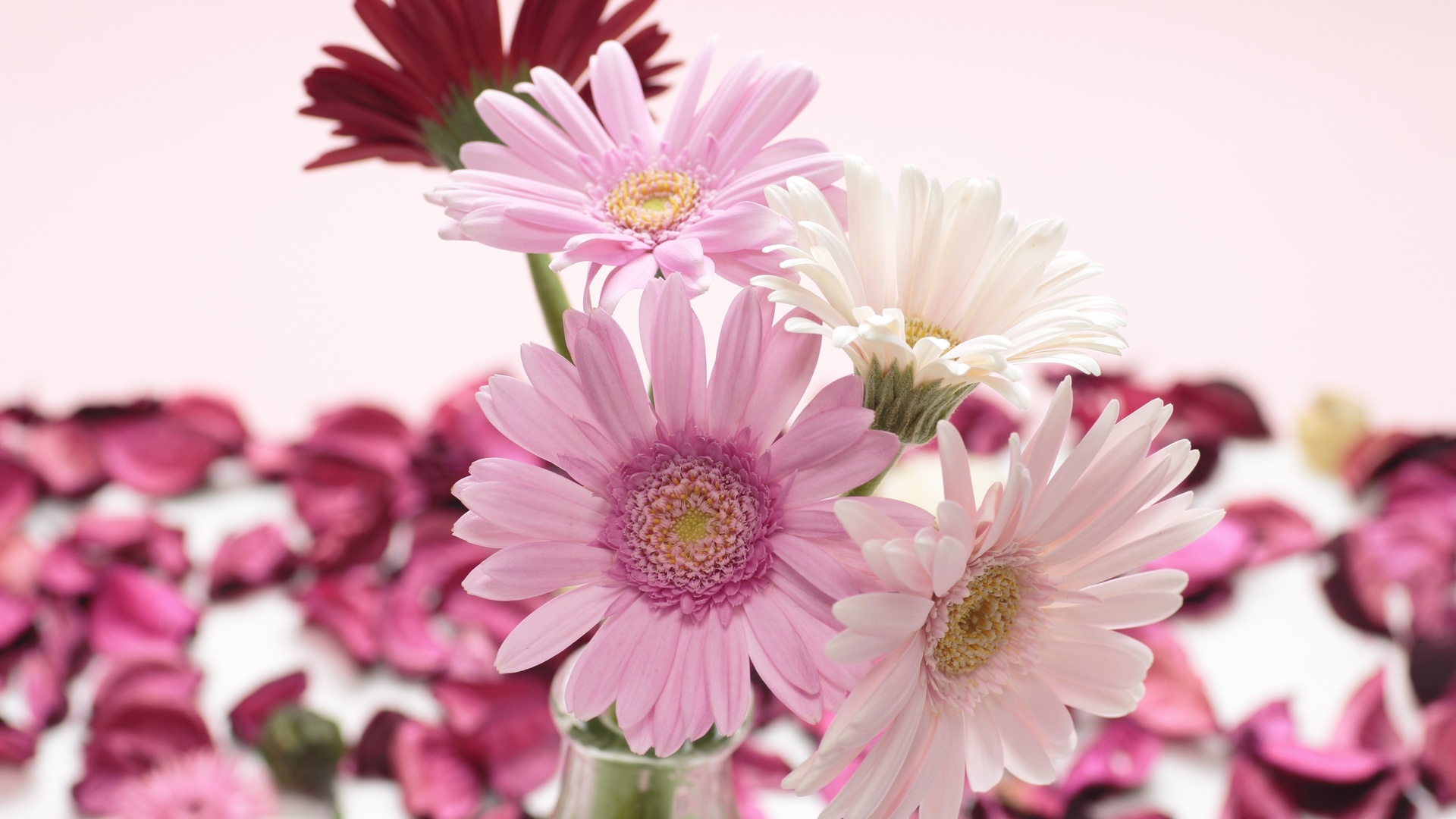 , , , gerbera, , , 