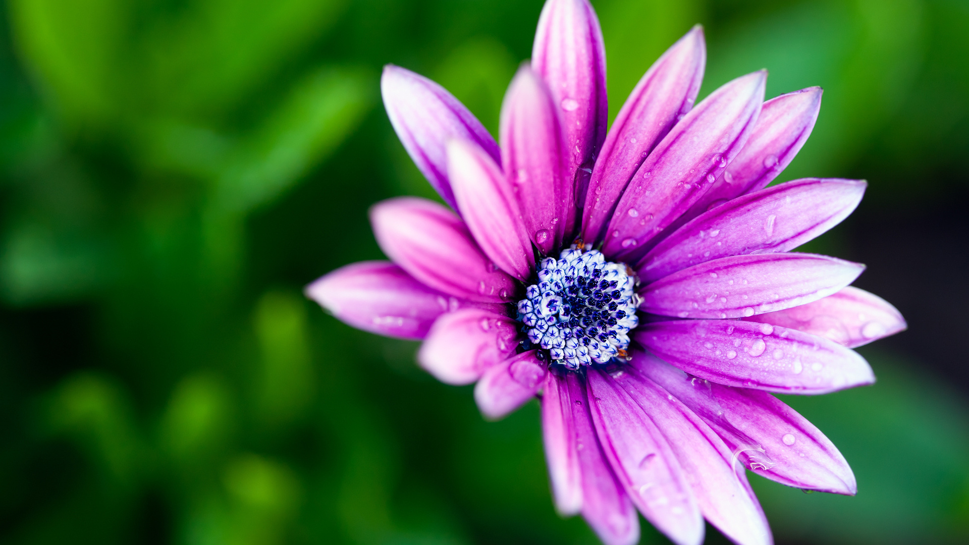 , , , petals, , , macro, , flower