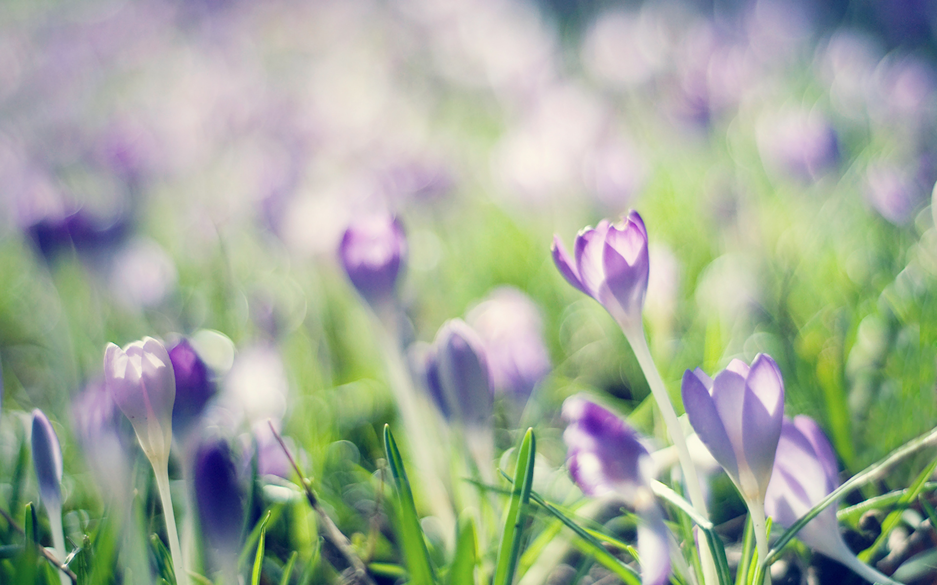 crocuses, , , 