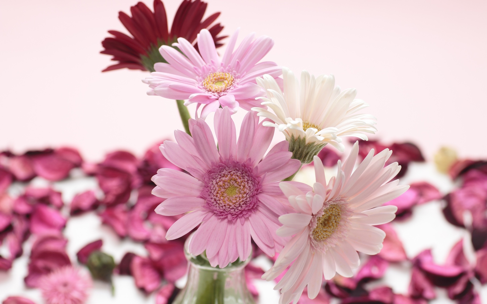 , , , gerbera, , , 