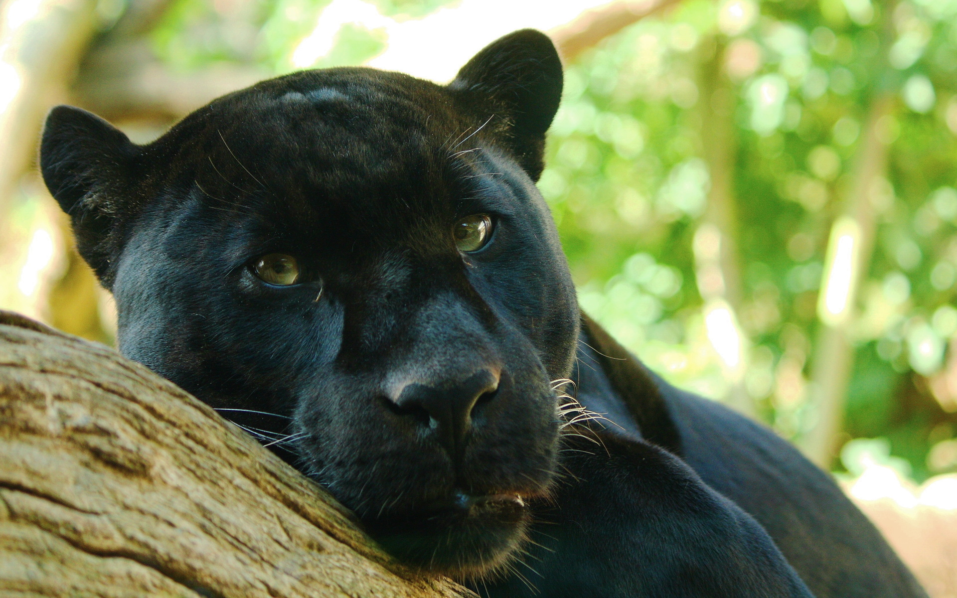 , panthera onca, , , , 