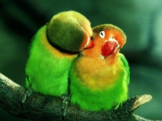 , , lovebirds, , , , , , 