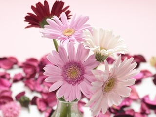 , , , gerbera, , , 