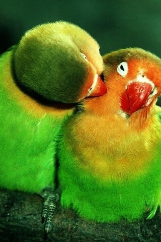 , , lovebirds, , , , , , 