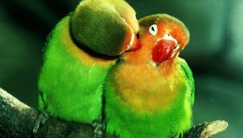 , , lovebirds, , , , , , 