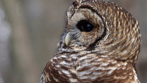 , , , Barred owl,  , strix varia