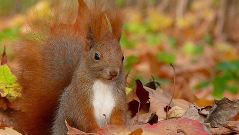 squirrel, , , 