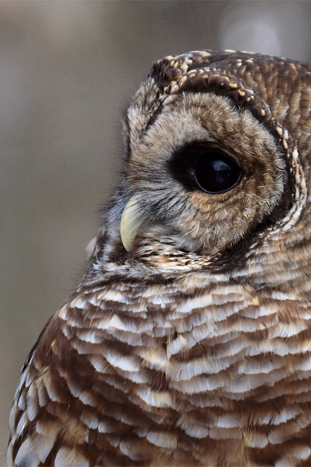 , , , Barred owl,  , strix varia