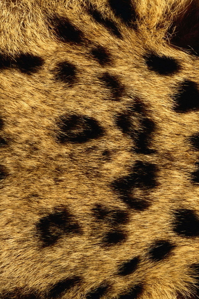    , animal texture, , 