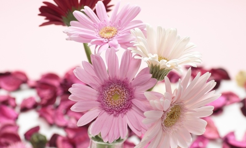 , , , gerbera, , , 