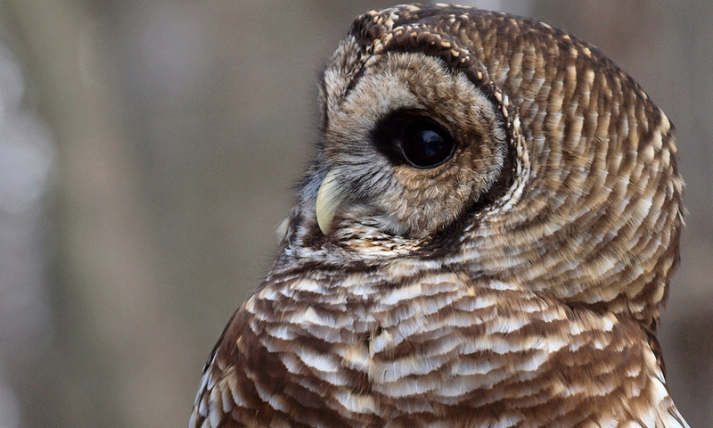 , , , Barred owl,  , strix varia