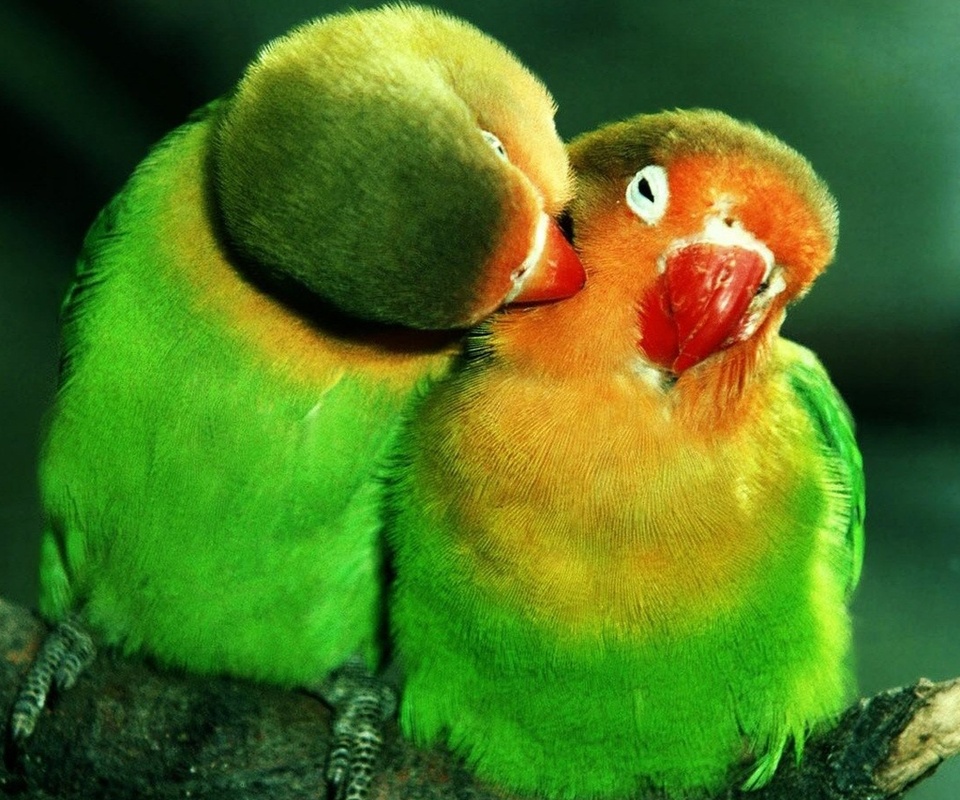 , , lovebirds, , , , , , 