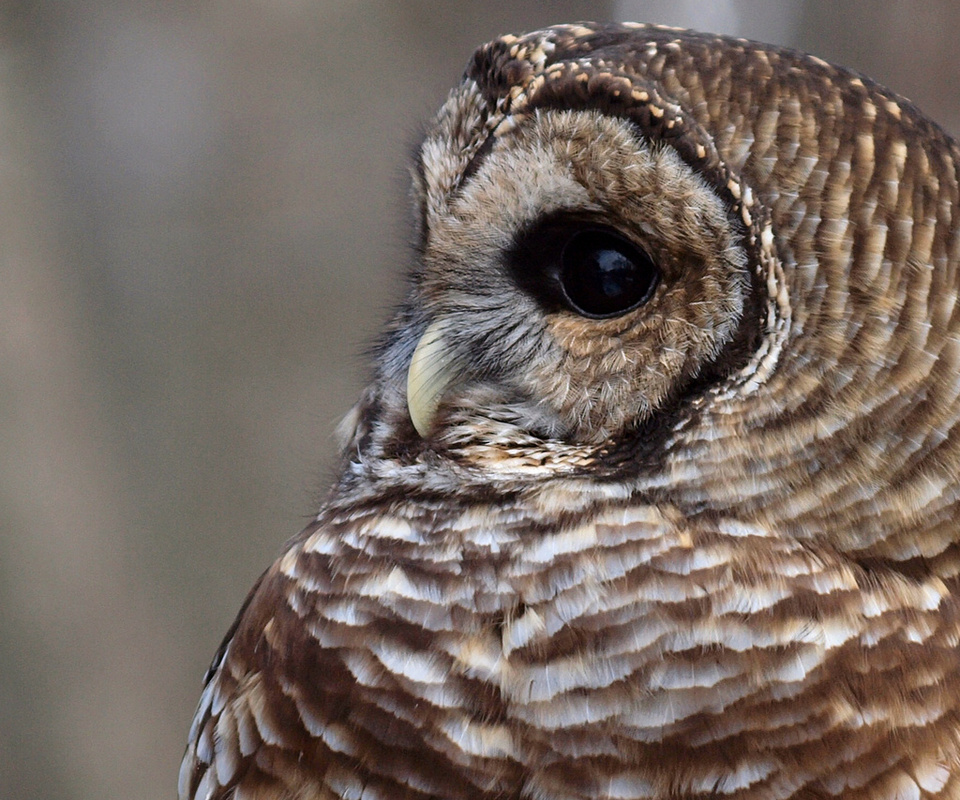 , , , Barred owl,  , strix varia