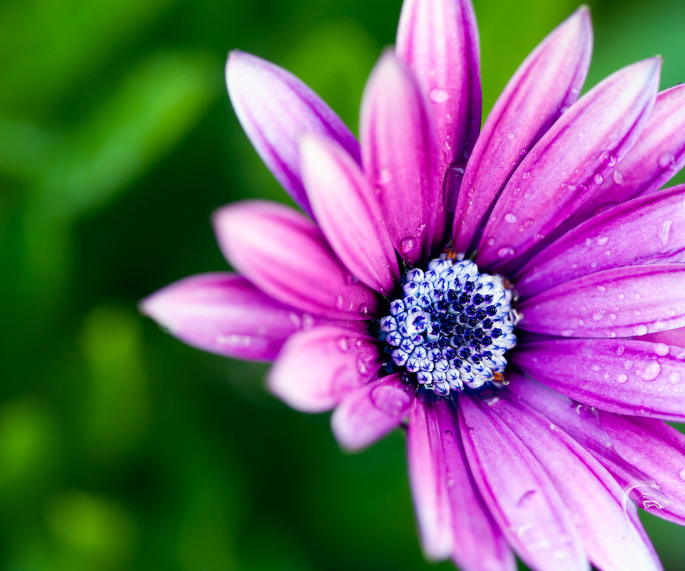 , , , petals, , , macro, , flower