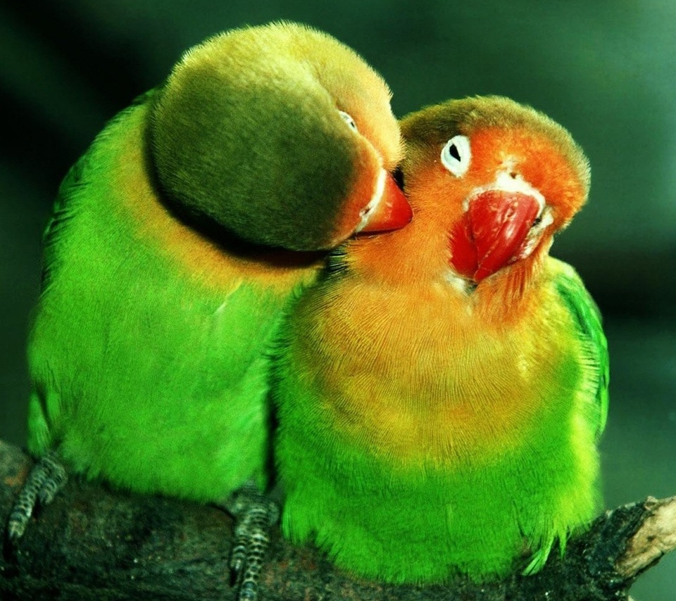 , , lovebirds, , , , , , 