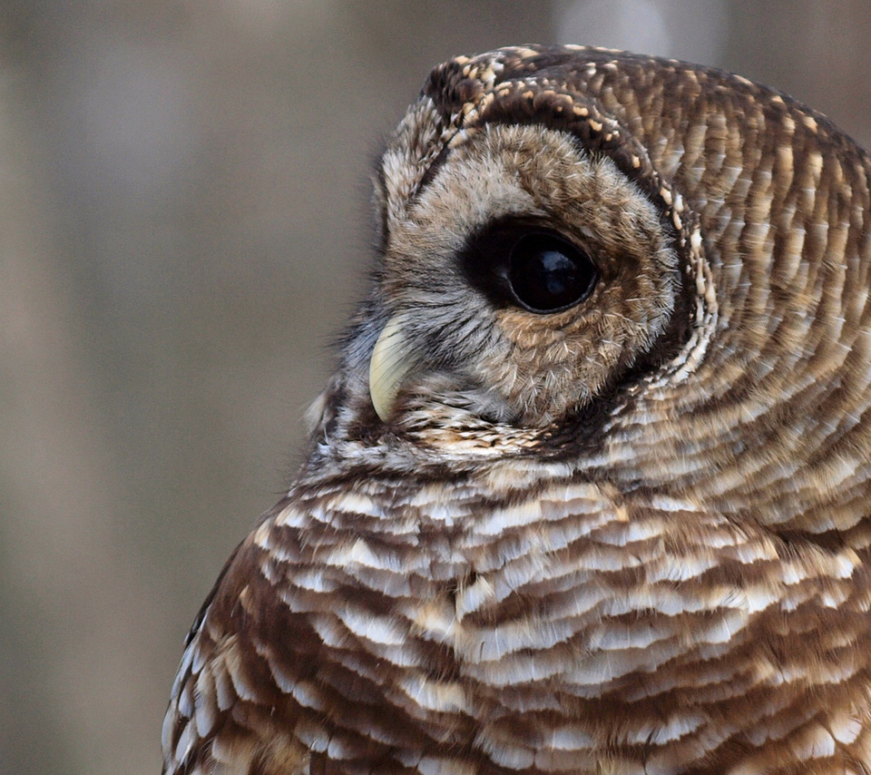 , , , Barred owl,  , strix varia