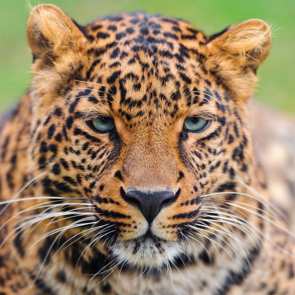 , , , , leopard, panthera pardus, 