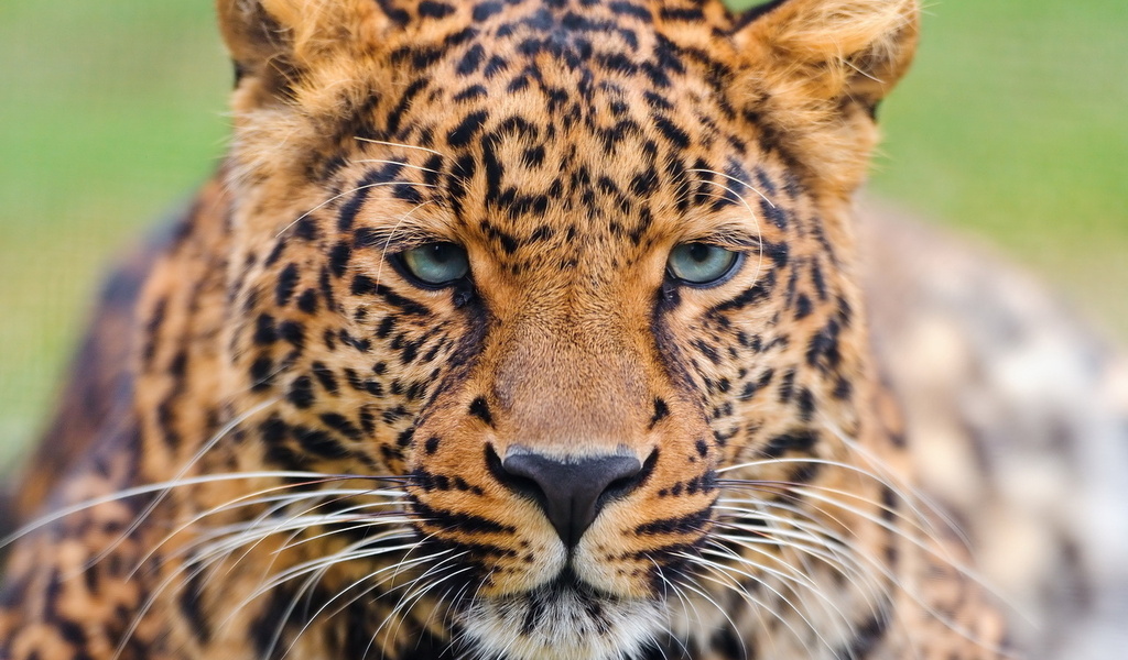 , , , , leopard, panthera pardus, 