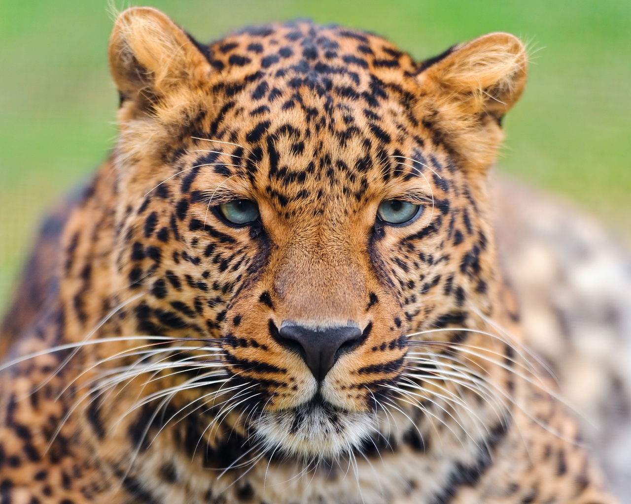 , , , , leopard, panthera pardus, 