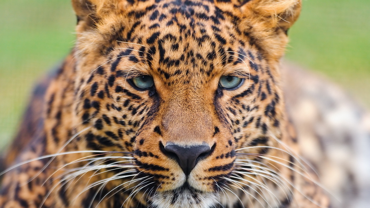 , , , , leopard, panthera pardus, 