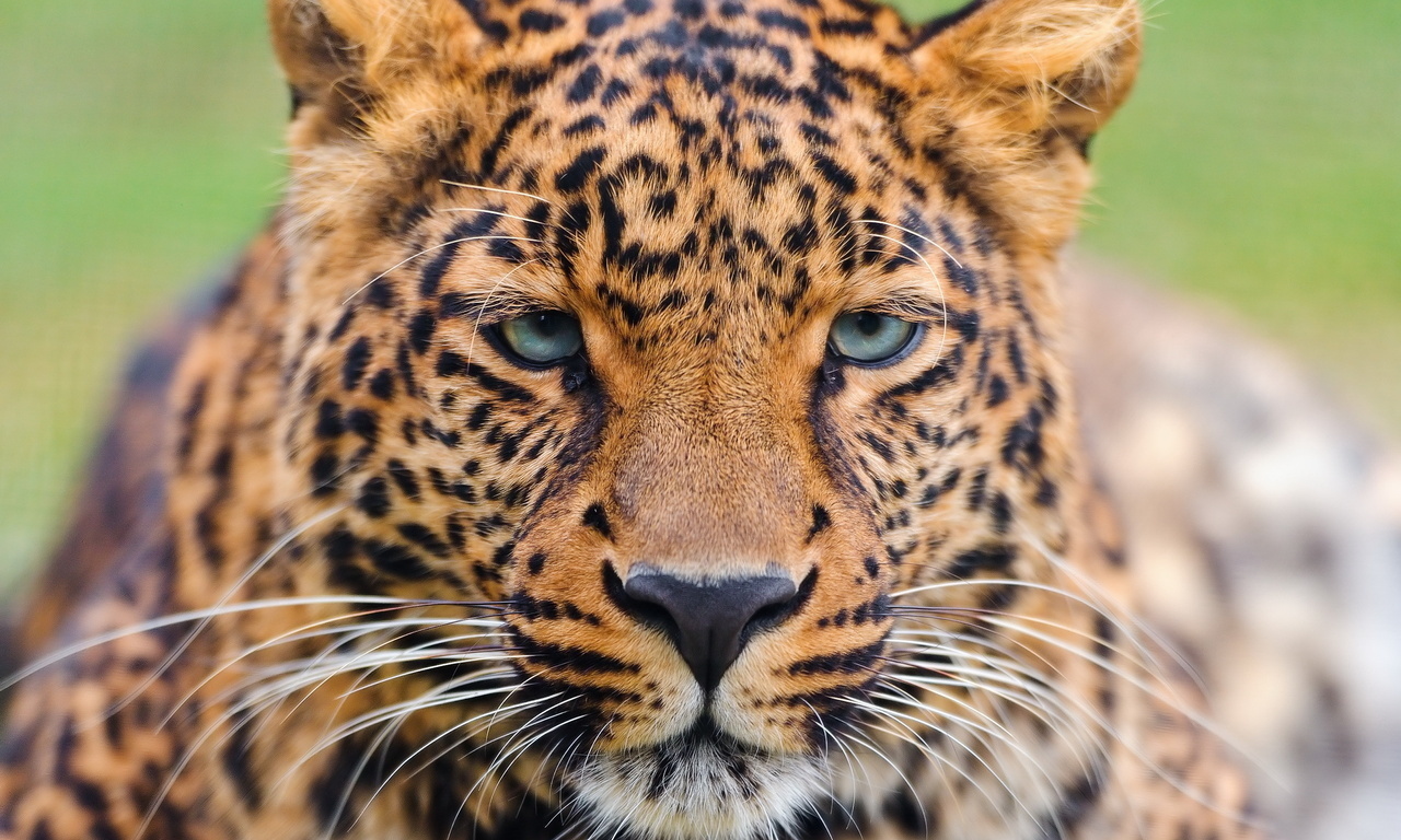 , , , , leopard, panthera pardus, 